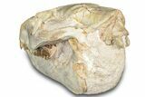 Fossil Juvenile Oreodont (Merycoidodon) Skull - South Dakota #302864-7